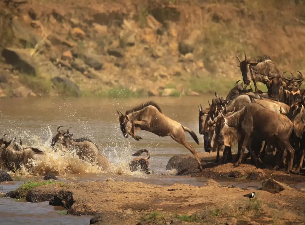 Wildlife & Conservation